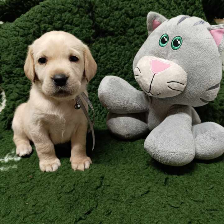 Chovatelská stanice labradorů Polepy u Kolína