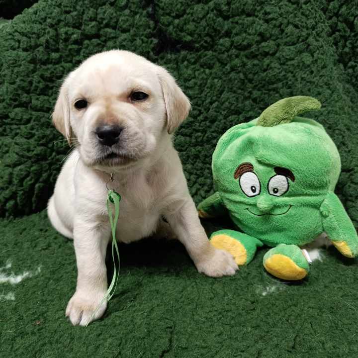 Chovatelská stanice labradorů Polepy u Kolína