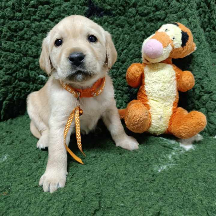 Chovatelská stanice labradorů Polepy u Kolína