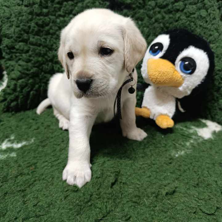 Chovatelská stanice labradorů Polepy u Kolína