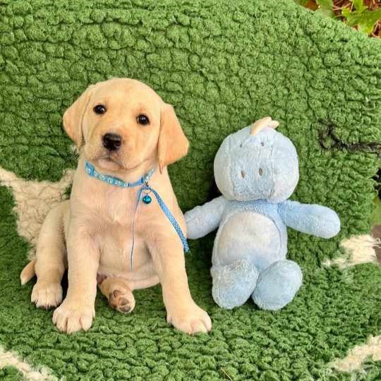 Chovatelská stanice labradorů Polepy u Kolína