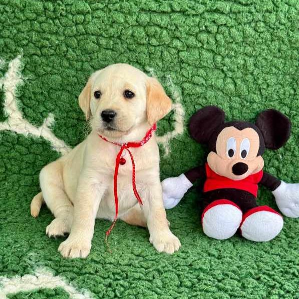 Chovatelská stanice labradorů Polepy u Kolína