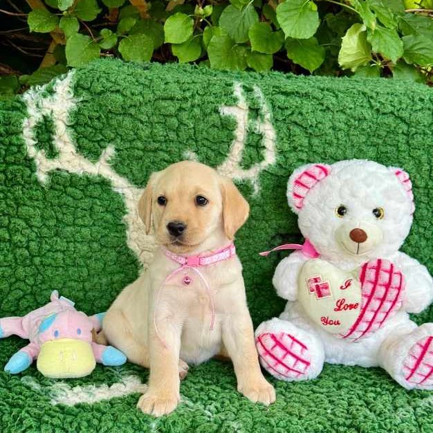 Chovatelská stanice labradorů Polepy u Kolína