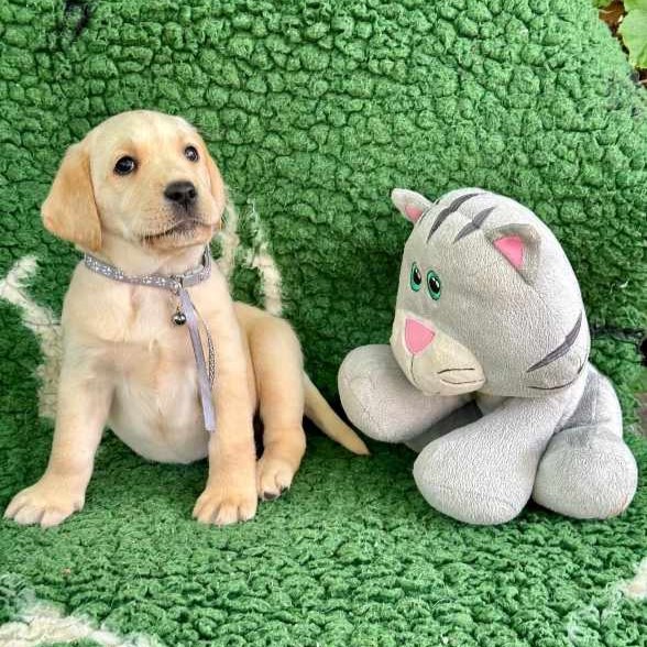 Chovatelská stanice labradorů Polepy u Kolína