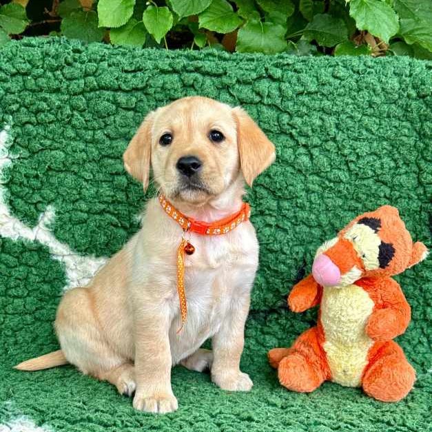 Chovatelská stanice labradorů Polepy u Kolína