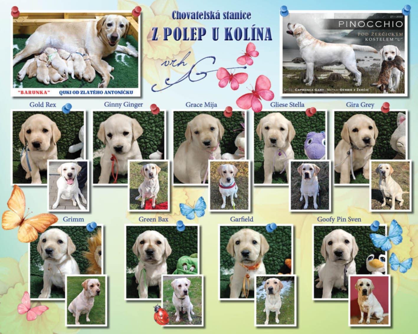 Štěnátka labradorských retrívrů