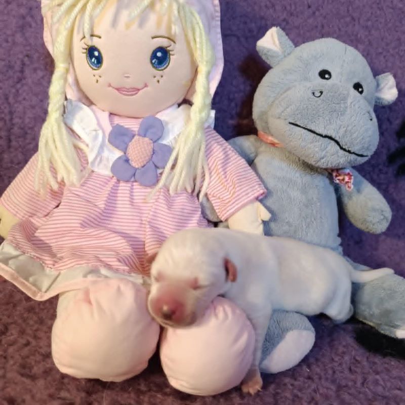 Chovatelská stanice labradorů Polepy u Kolína