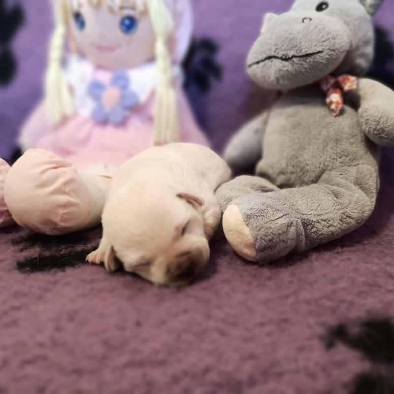 Chovatelská stanice labradorů Polepy u Kolína