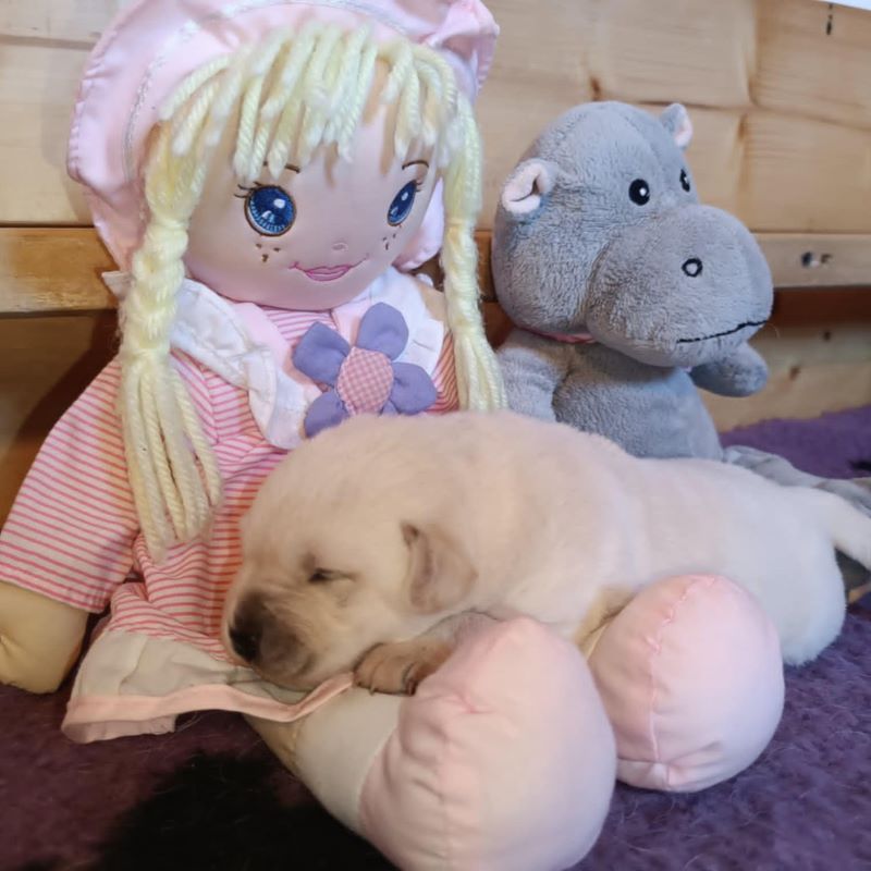 Chovatelská stanice labradorů Polepy u Kolína