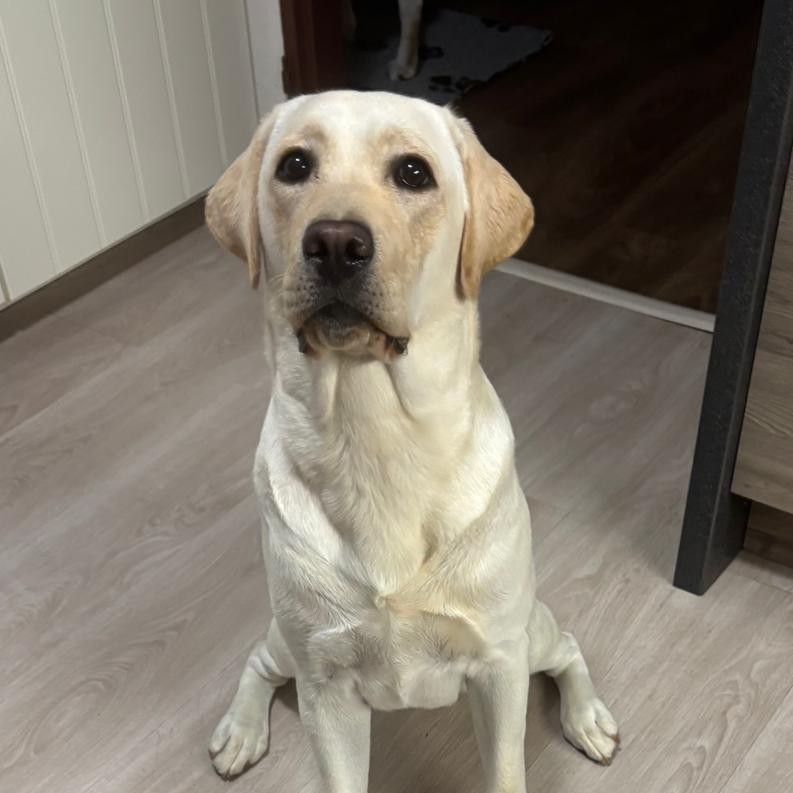 Chovatelská stanice labradorů Polepy u Kolína
