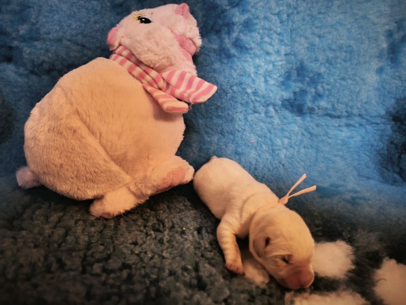 Chovatelská stanice labradorů Polepy u Kolína