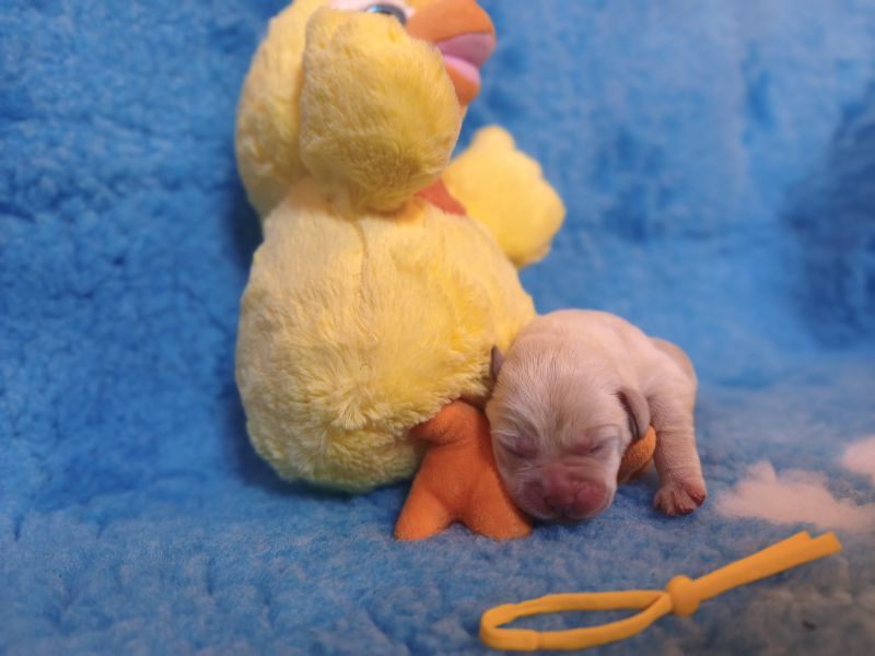 Chovatelská stanice labradorů Polepy u Kolína
