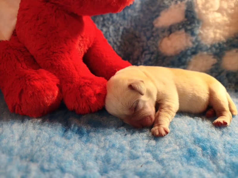 Chovatelská stanice labradorů Polepy u Kolína