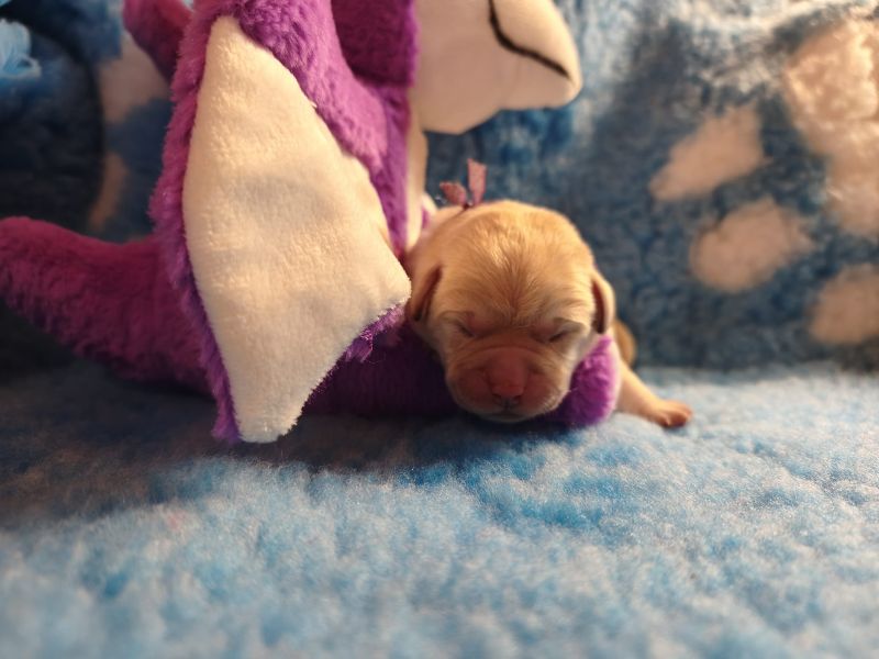 Chovatelská stanice labradorů Polepy u Kolína