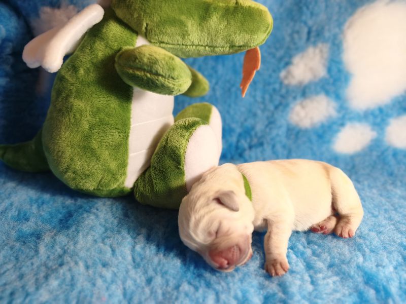 Chovatelská stanice labradorů Polepy u Kolína