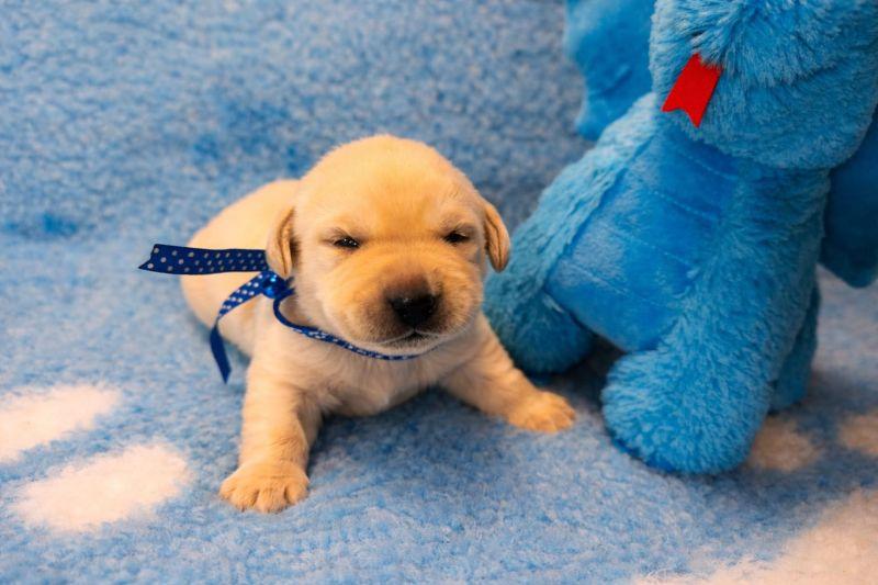 Chovatelská stanice labradorů Polepy u Kolína