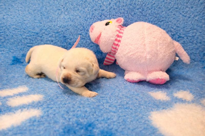 Chovatelská stanice labradorů Polepy u Kolína