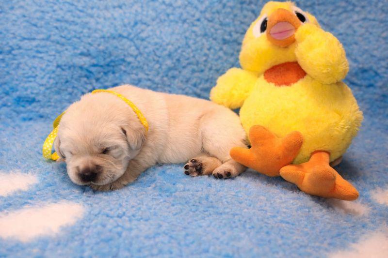 Chovatelská stanice labradorů Polepy u Kolína