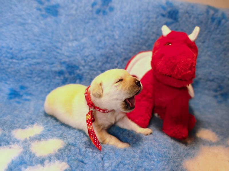 Chovatelská stanice labradorů Polepy u Kolína