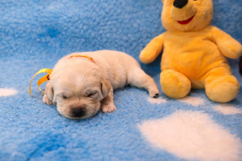 Chovatelská stanice labradorů Polepy u Kolína