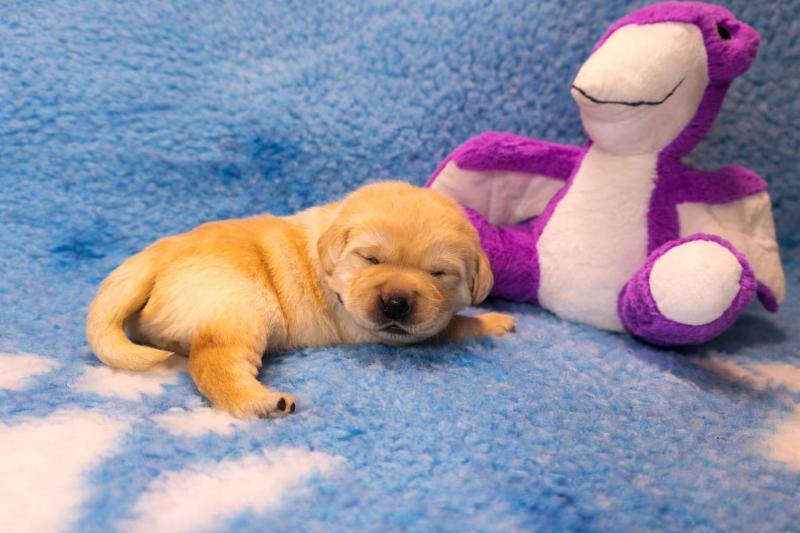 Chovatelská stanice labradorů Polepy u Kolína