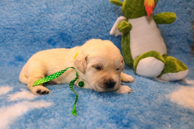 Chovatelská stanice labradorů Polepy u Kolína