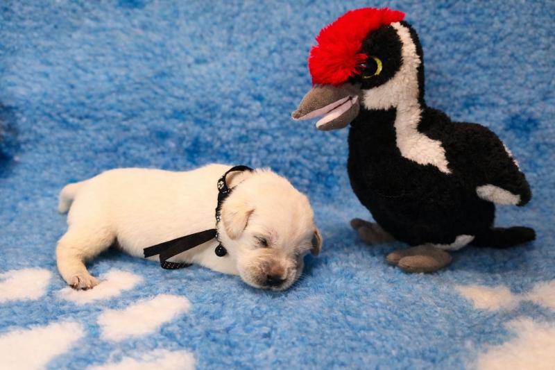 Chovatelská stanice labradorů Polepy u Kolína