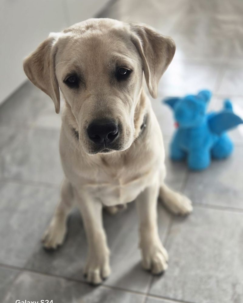 Chovatelská stanice labradorů Polepy u Kolína