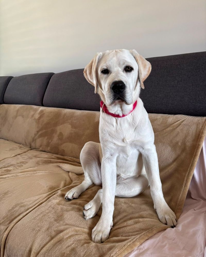 Chovatelská stanice labradorů Polepy u Kolína
