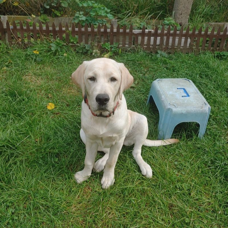 Chovatelská stanice labradorů Polepy u Kolína