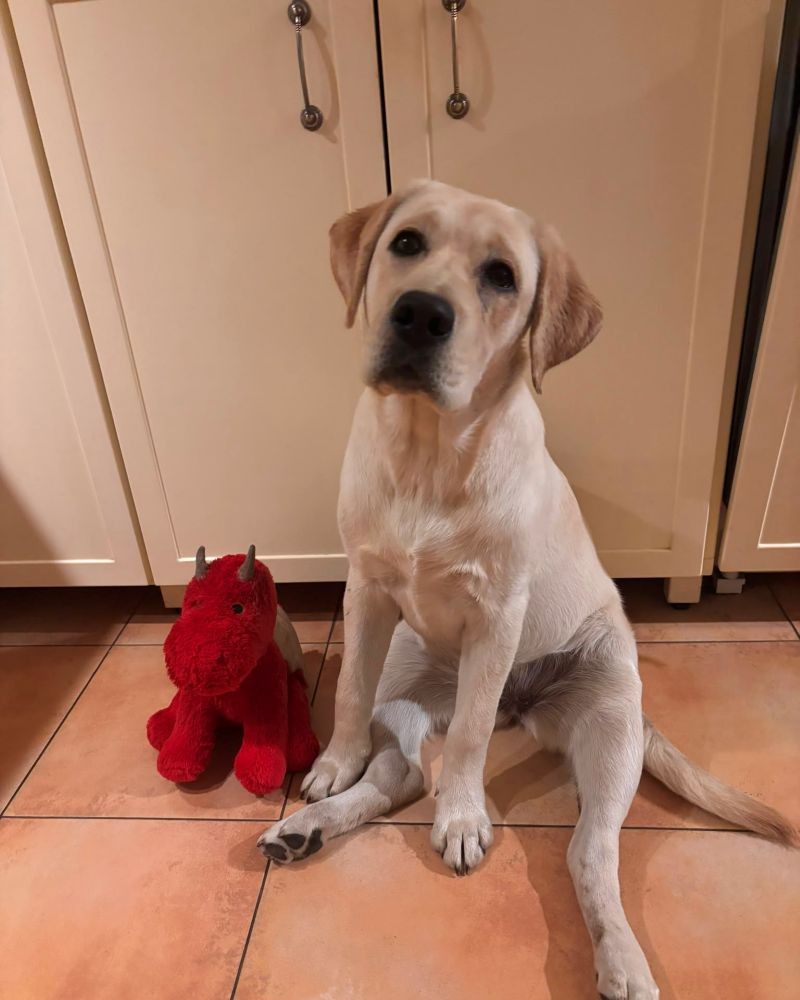 Chovatelská stanice labradorů Polepy u Kolína