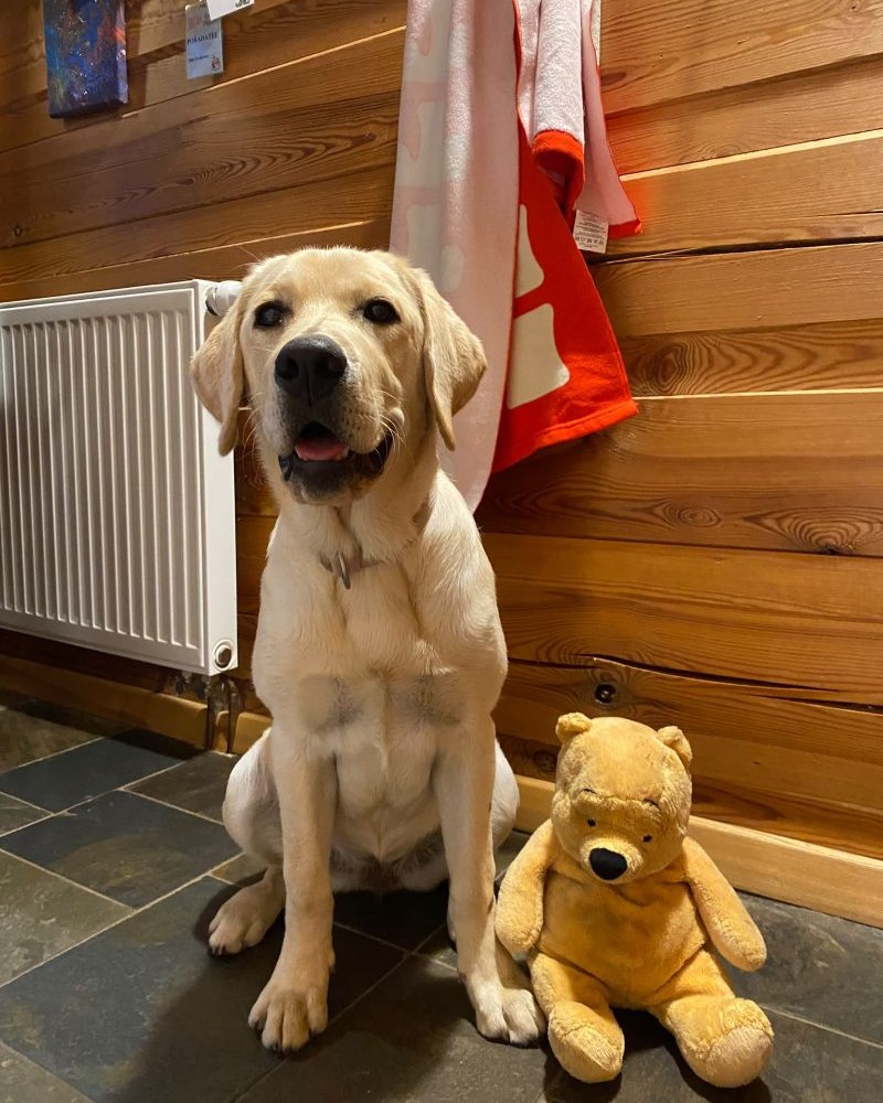 Chovatelská stanice labradorů Polepy u Kolína
