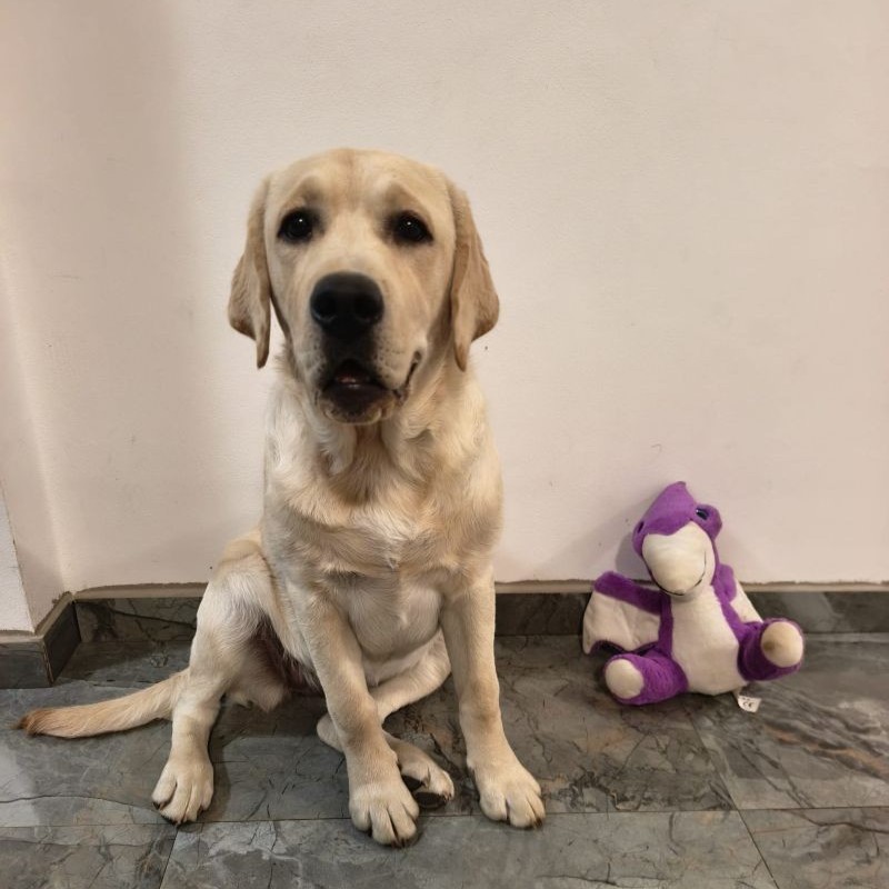 Chovatelská stanice labradorů Polepy u Kolína