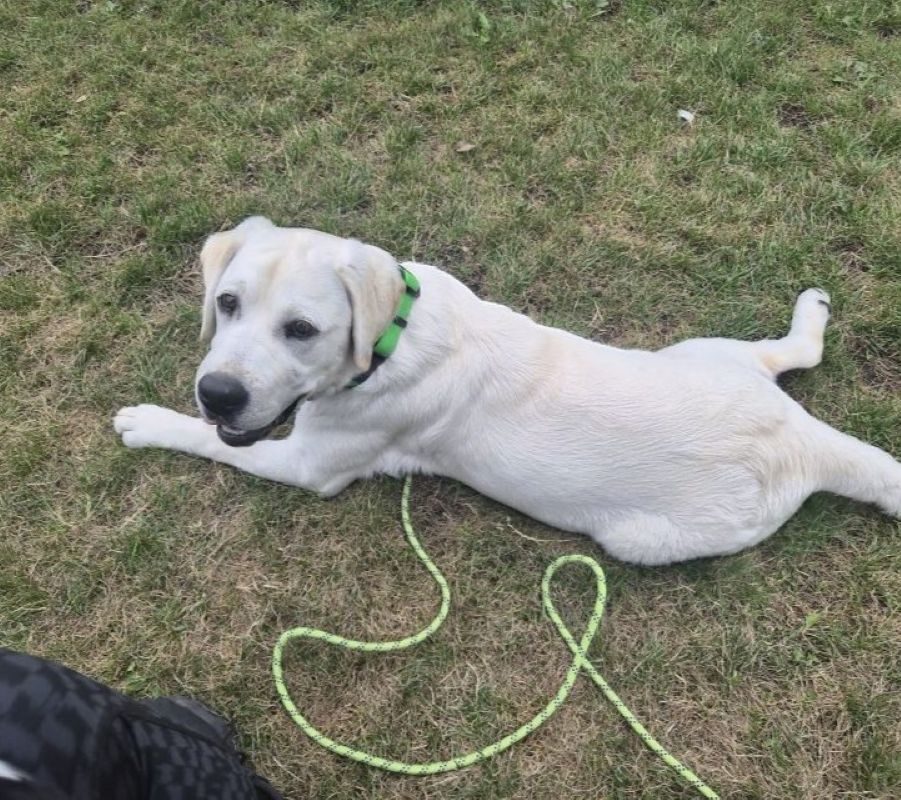Chovatelská stanice labradorů Polepy u Kolína