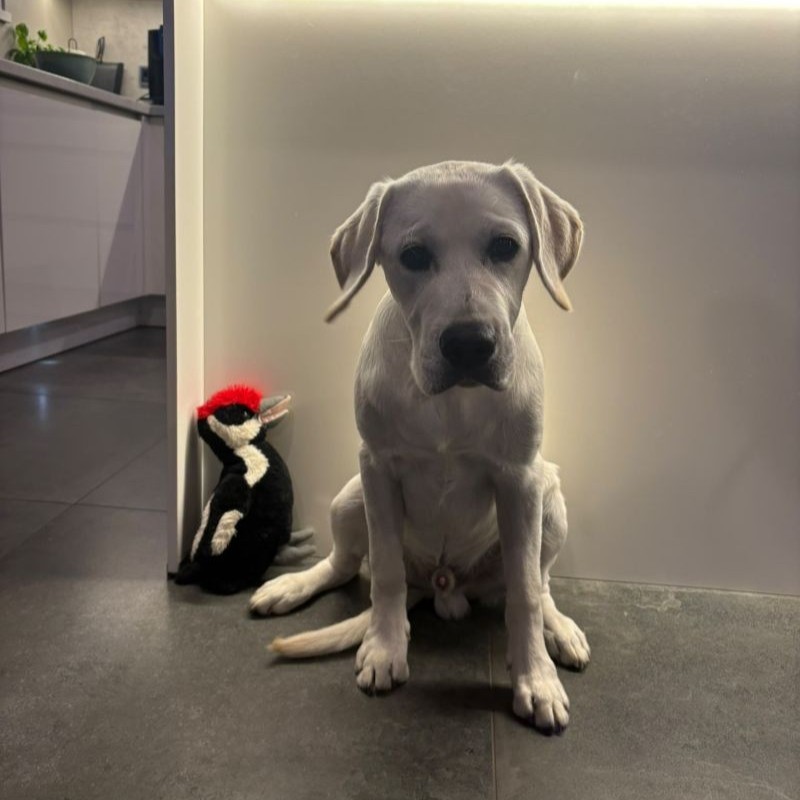 Chovatelská stanice labradorů Polepy u Kolína