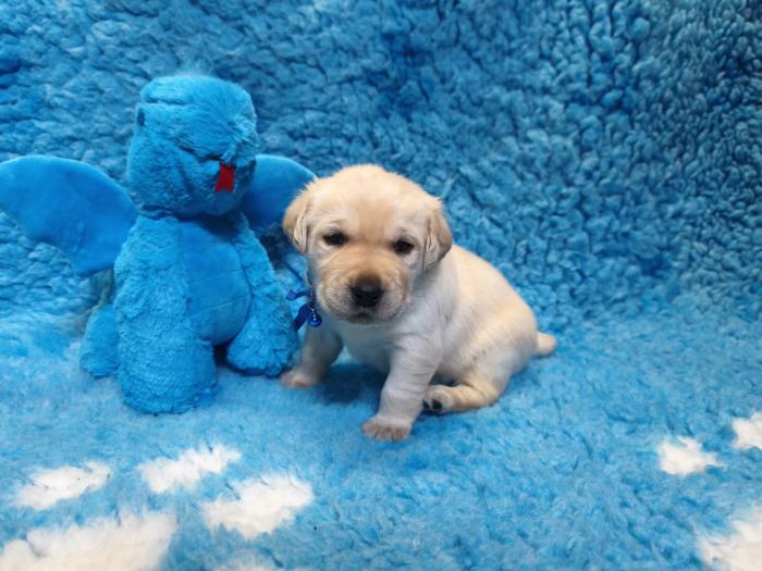 Chovatelská stanice labradorů Polepy u Kolína