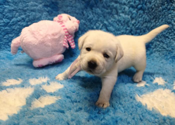 Chovatelská stanice labradorů Polepy u Kolína