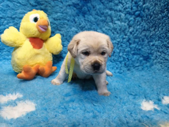 Chovatelská stanice labradorů Polepy u Kolína