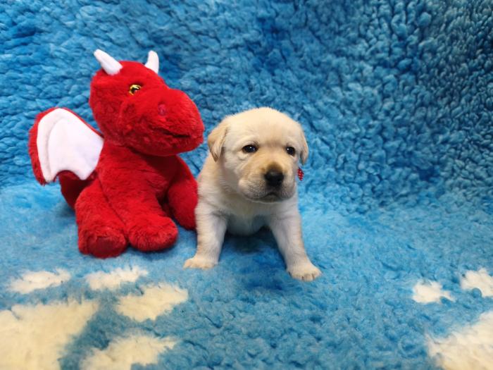 Chovatelská stanice labradorů Polepy u Kolína