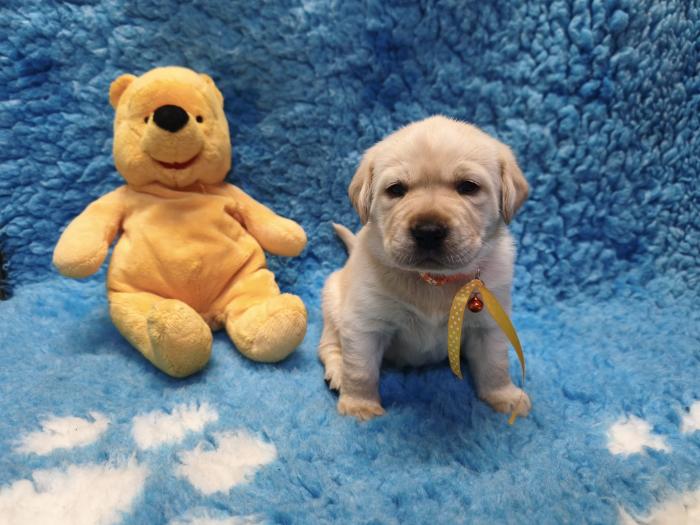 Chovatelská stanice labradorů Polepy u Kolína