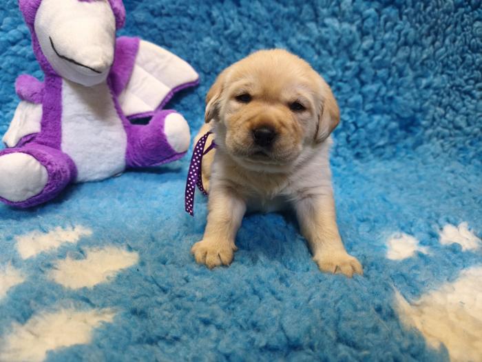 Chovatelská stanice labradorů Polepy u Kolína