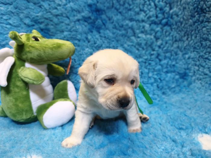 Chovatelská stanice labradorů Polepy u Kolína