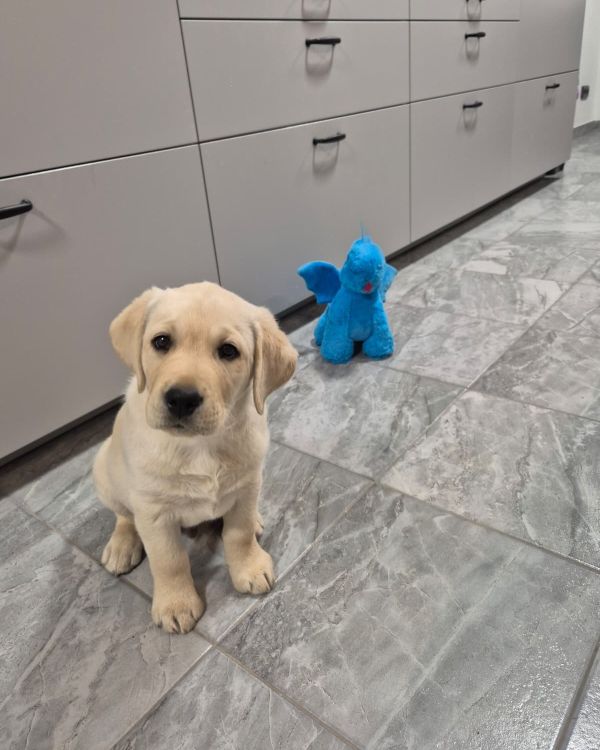 Chovatelská stanice labradorů Polepy u Kolína