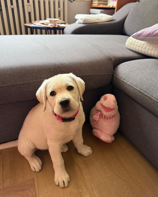 Chovatelská stanice labradorů Polepy u Kolína