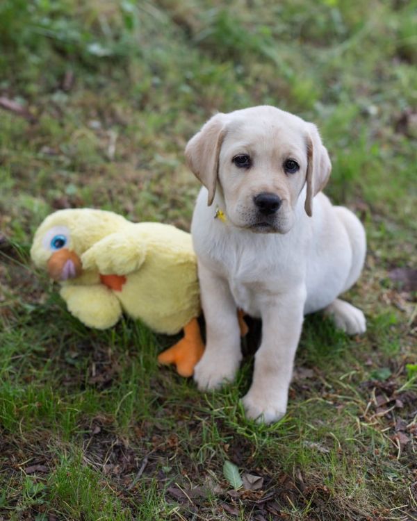 Chovatelská stanice labradorů Polepy u Kolína