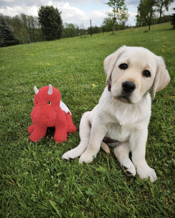 Chovatelská stanice labradorů Polepy u Kolína