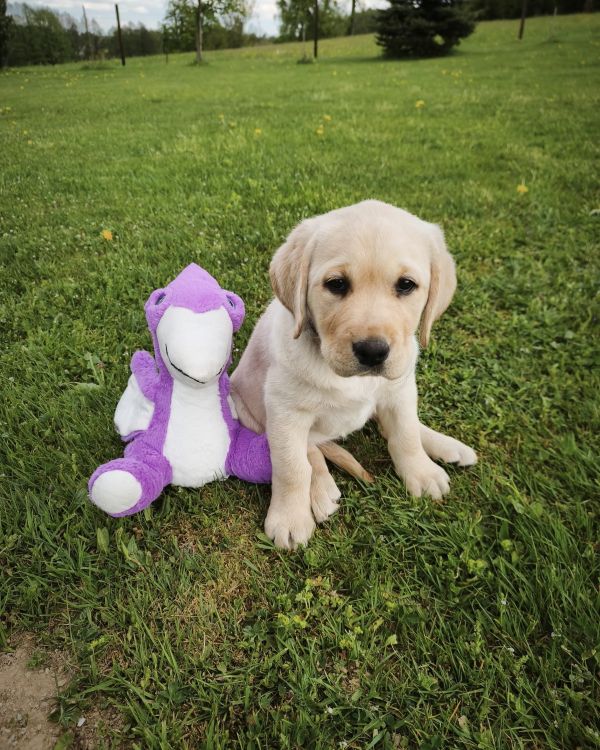 Chovatelská stanice labradorů Polepy u Kolína