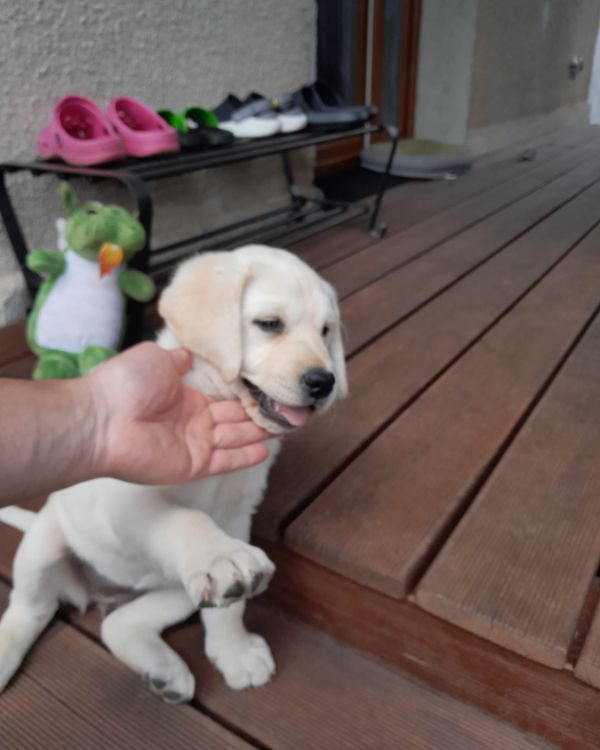 Chovatelská stanice labradorů Polepy u Kolína