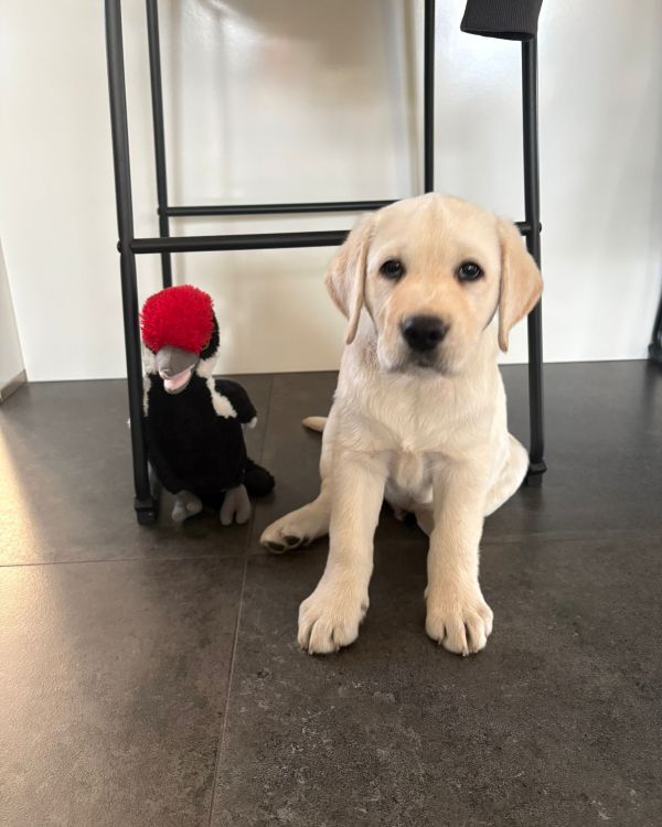 Chovatelská stanice labradorů Polepy u Kolína