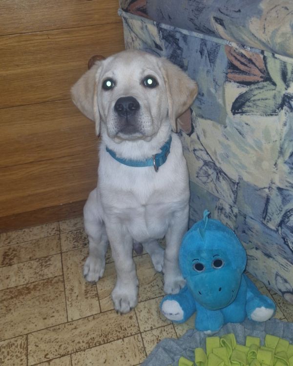 Chovatelská stanice labradorů Polepy u Kolína